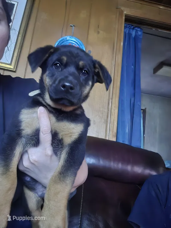 Alvin  – German Shepherd Dog puppy for sale in Clyde, NY