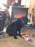 Dixie , a female Labrador Retriever for sale in Clyde, NY – 2 of 5