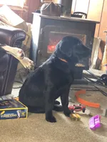 Dixie , a female Labrador Retriever for sale in Clyde, NY – 5 of 5