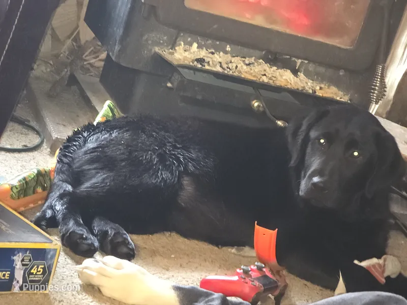 Dixie  – Labrador Retriever puppy for sale in Clyde, NY