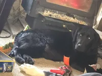 Dixie , a female Labrador Retriever for sale in Clyde, NY – 1 of 5
