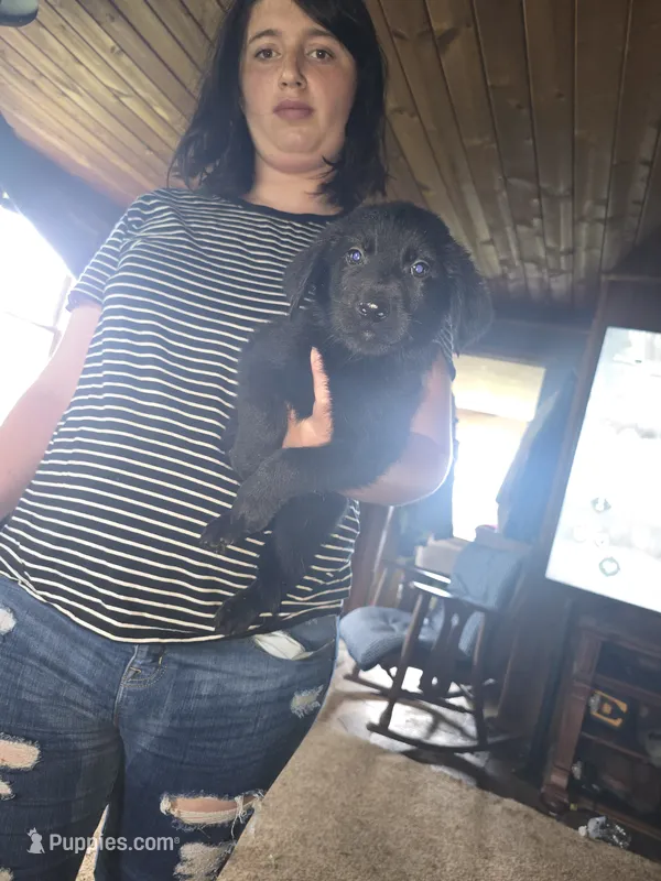 Lilly – German Shepherd Dog, Labrador Retriever puppy for sale in Clyde, NY