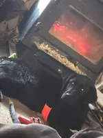 Dixie , a female Labrador Retriever for sale in Clyde, NY – 3 of 5