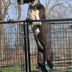 Bessy, a female Great Dane for sale in Clyde, NY – Photo 1 of 2