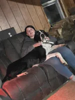 Bessy, a female Great Dane for sale in Clyde, NY – Photo 2 of 2