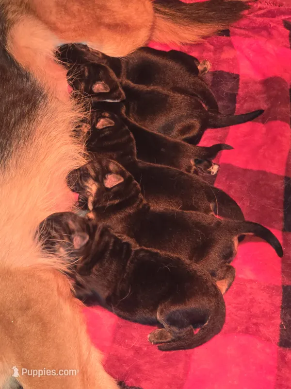 German shepherd , a female German Shepherd Dog for sale in Clyde, NY – Photo 1 of 1