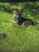 Lexi, a female German Shepherd Dog for sale in Clyde, NY – 3 of 3