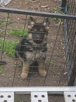 Lilly, a female German Shepherd Dog for sale in Clyde, NY – Photo 3 of 3
