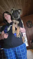 Lilly, a female German Shepherd Dog for sale in Clyde, NY – Photo 2 of 2