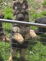 Lilly, a female German Shepherd Dog for sale in Clyde, NY – Photo 2 of 3
