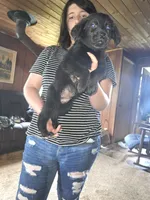Lilly, a female German Shepherd Dog and Labrador Retriever for sale in Clyde, NY – 3 of 3