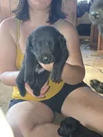 F1, a female Labrador Retriever for sale in Clyde, NY – 2 of 3