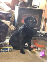 Dixie , a female Labrador Retriever for sale in Clyde, NY – 4 of 5