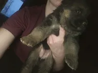 Ruby, a female German Shepherd Dog for sale in Clyde, NY – Photo 3 of 3