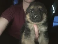 Ruby, a female German Shepherd Dog for sale in Clyde, NY – Photo 2 of 3