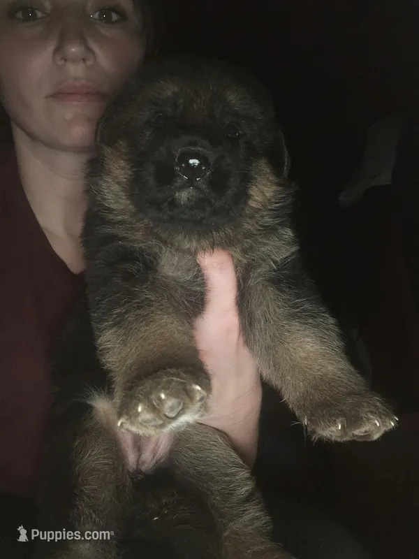 Ruby – German Shepherd Dog puppy for sale in Clyde, NY