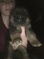 Ruby, a female German Shepherd Dog for sale in Clyde, NY – Photo 1 of 3