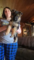 Buddy, a male German Shepherd Dog for sale in Clyde, NY – Photo 3 of 3