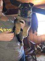Buddy, a male German Shepherd Dog for sale in Clyde, NY – Photo 1 of 3