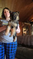 Buddy, a male German Shepherd Dog for sale in Clyde, NY – Photo 2 of 3