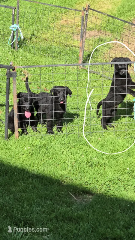 F3 – German Shepherd Dog, Labrador Retriever puppy for sale in Clyde, NY