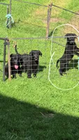F3, a female German Shepherd Dog and Labrador Retriever for sale in Clyde, NY – 1 of 2