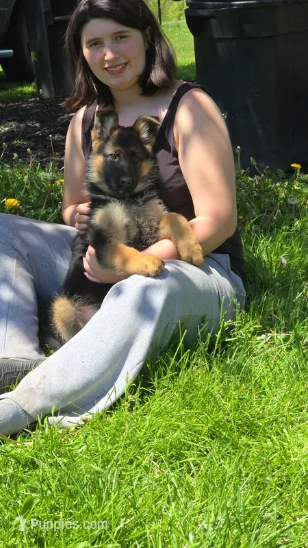 Lexi – German Shepherd Dog puppy for sale in Clyde, NY