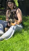 Lexi, a female German Shepherd Dog for sale in Clyde, NY – 1 of 3
