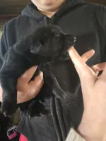 Max, a male Labrador Retriever for sale in Clyde, NY – 2 of 3