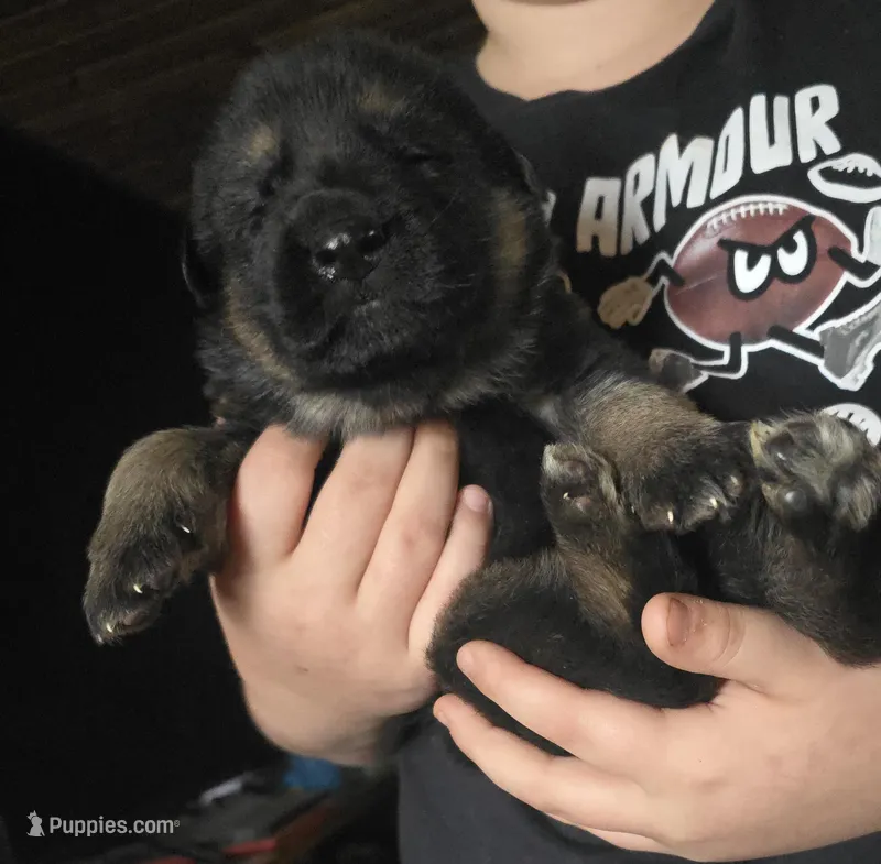 Max, a male German Shepherd Dog for sale in Clyde, NY – Photo 1 of 3