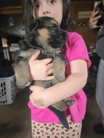 Max, a male German Shepherd Dog for sale in Clyde, NY – Photo 3 of 3