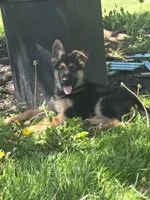 Lexi, a female German Shepherd Dog for sale in Clyde, NY – 2 of 3