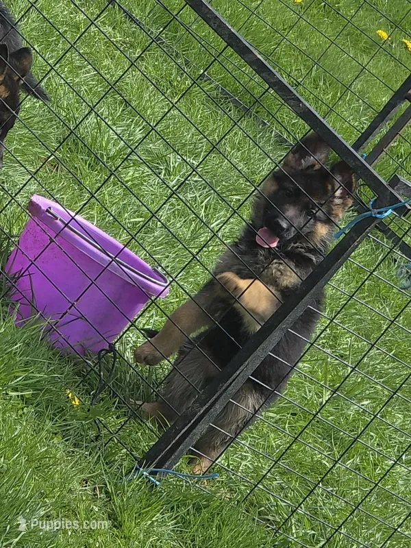 Lilly, a female German Shepherd Dog for sale in Clyde, NY – Photo 1 of 1