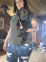 Lilly, a female German Shepherd Dog and Labrador Retriever for sale in Clyde, NY – 2 of 3