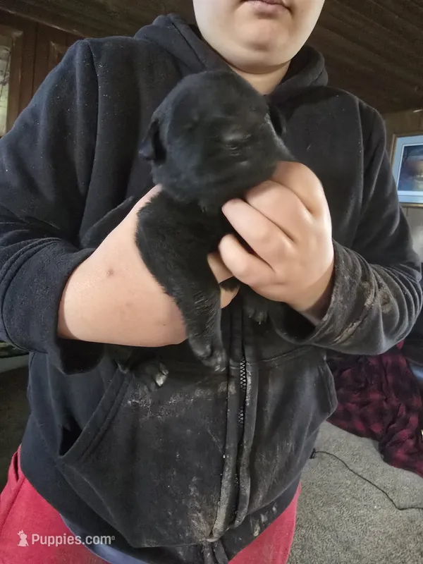 Max – Labrador Retriever puppy for sale in Clyde, NY
