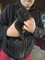 Max, a male Labrador Retriever for sale in Clyde, NY – 1 of 3