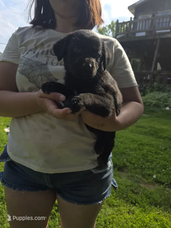 F2 – German Shepherd Dog, Labrador Retriever puppy for sale in Clyde, NY