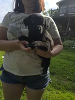 F2, a female German Shepherd Dog and Labrador Retriever for sale in Clyde, NY – 1 of 1