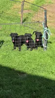 F3, a female German Shepherd Dog and Labrador Retriever for sale in Clyde, NY – 2 of 2
