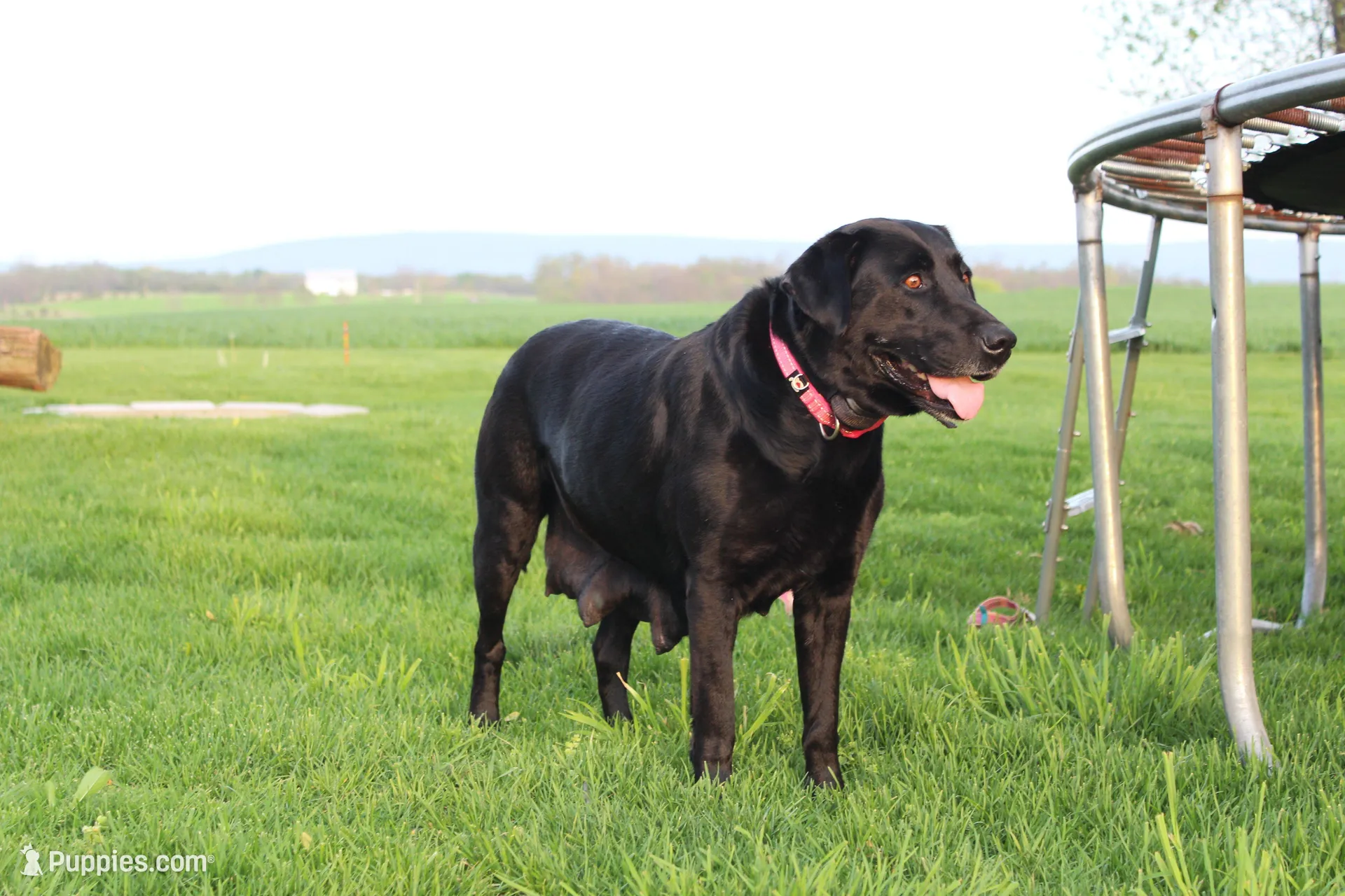 Jasper, a male Labrador Retriever for sale in Waynesboro, PA – Photo 4 of 4