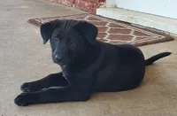 Eclipse, a male Labrador Retriever for sale in Waynesboro, PA – 3 of 4