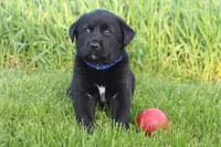 Eclipse, a male Labrador Retriever for sale in Waynesboro, PA – Photo 1 of 3