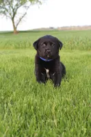 Eclipse, a male Labrador Retriever for sale in Waynesboro, PA – Photo 2 of 3