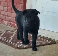 Eclipse, a male Labrador Retriever for sale in Waynesboro, PA – 2 of 4