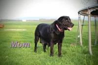 Eclipse, a male Labrador Retriever for sale in Waynesboro, PA – 4 of 4