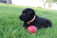 Jasper, a male Labrador Retriever for sale in Waynesboro, PA – Photo 2 of 4