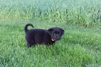 Jasper, a male Labrador Retriever for sale in Waynesboro, PA – Photo 3 of 4