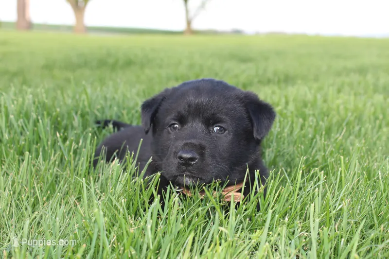 Jasper – Labrador Retriever puppy for sale in Waynesboro, PA