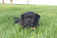 Jasper, a male Labrador Retriever for sale in Waynesboro, PA – Photo 1 of 4