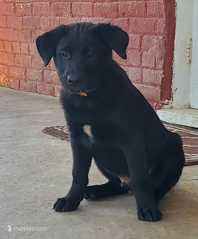 Eclipse – Labrador Retriever puppy for sale in Waynesboro, PA